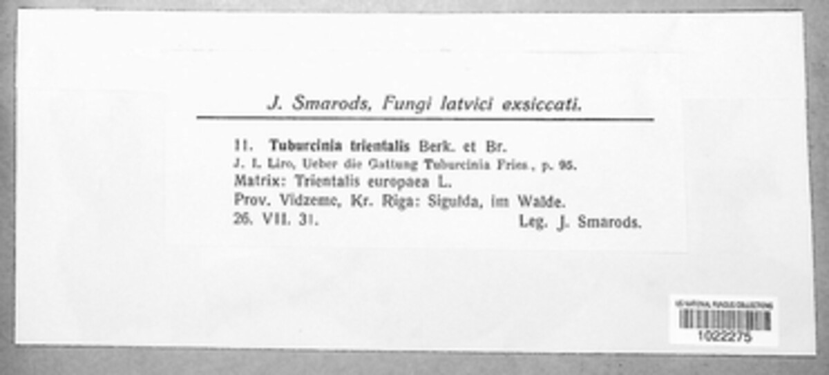 Tuburcinia trientalis image